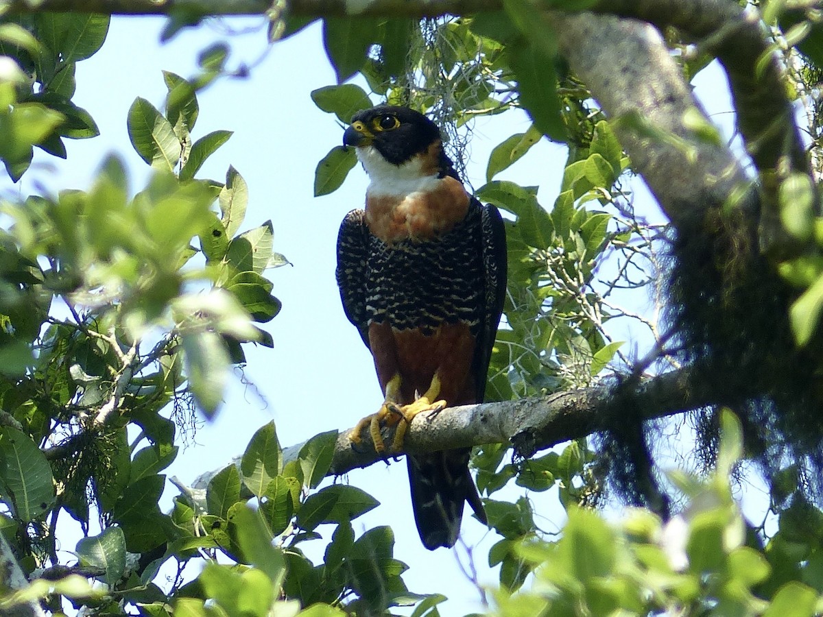 Orange-breasted Falcon - ML617796549