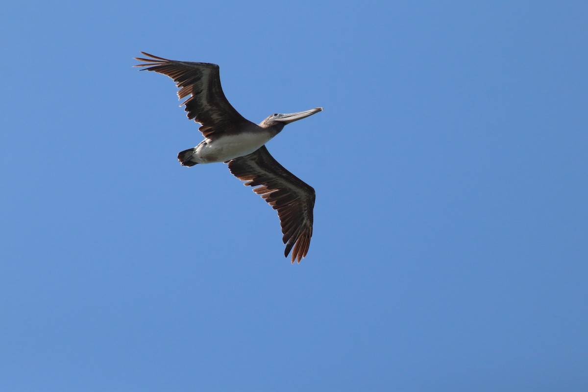 Brown Pelican - Erick Masias