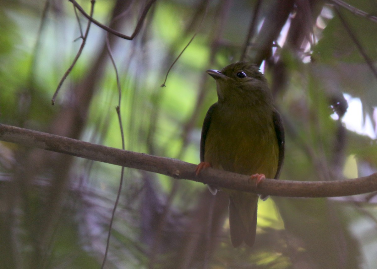 White-collared Manakin - ML617796568