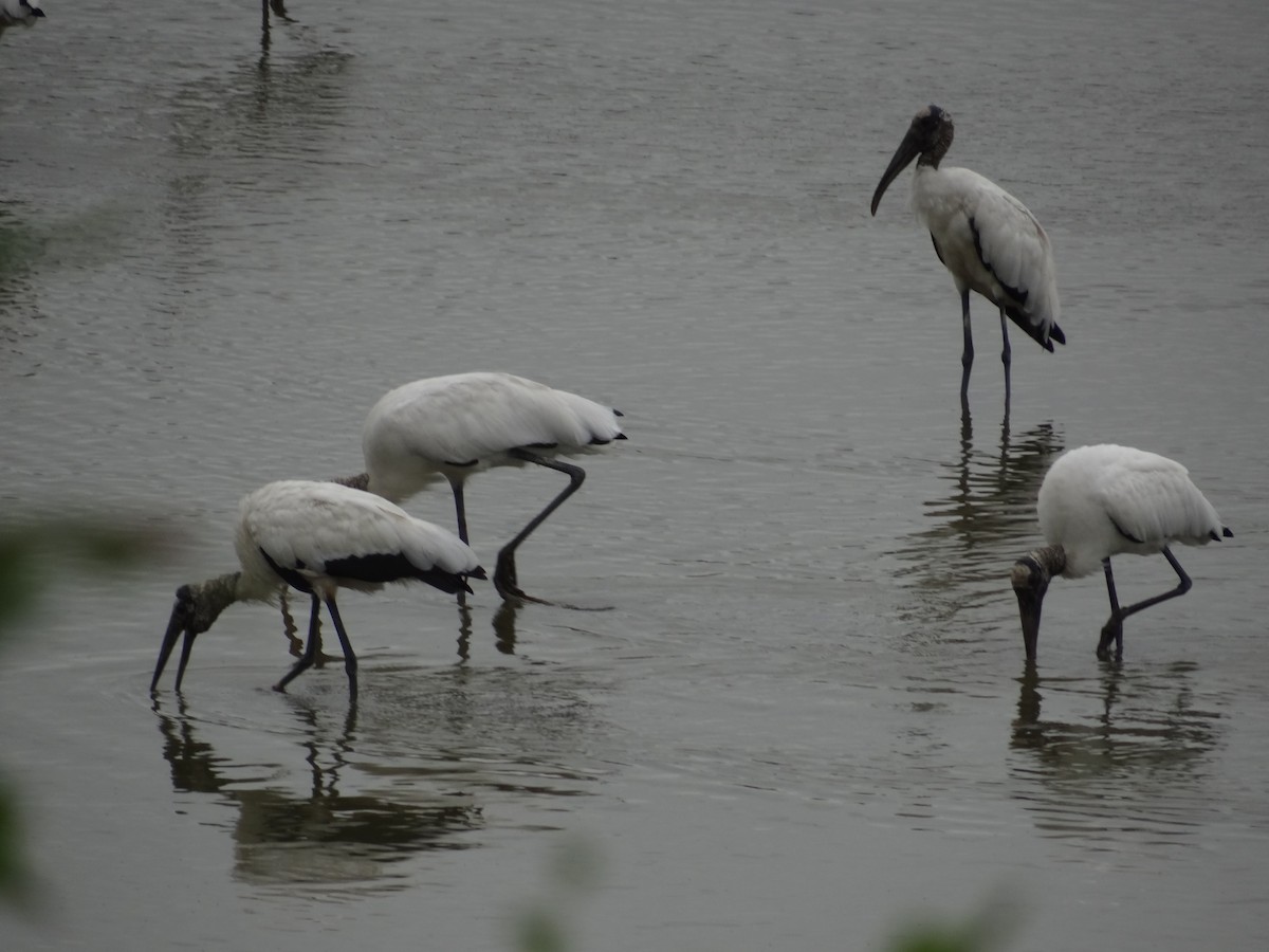 Wood Stork - ML617796618