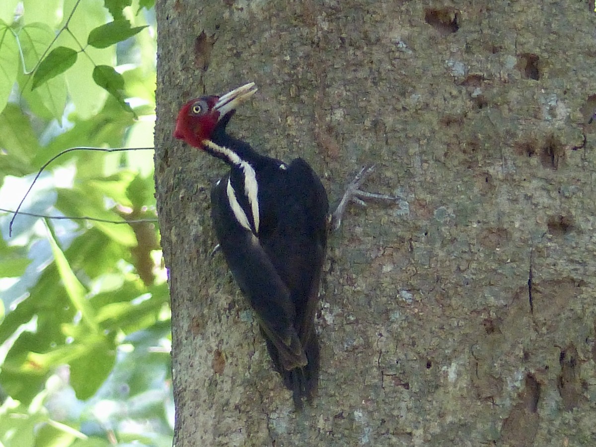 Pale-billed Woodpecker - ML617796632