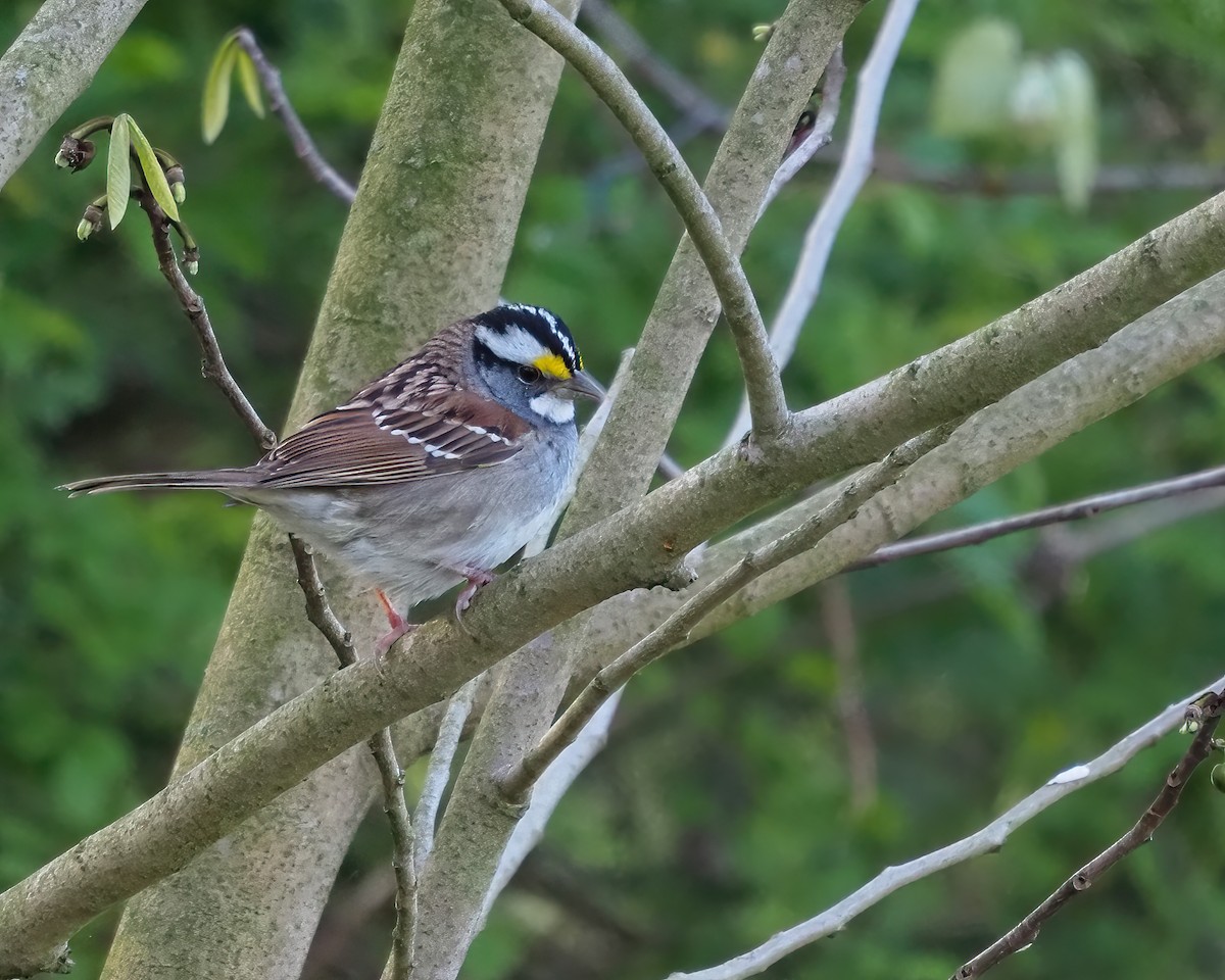 White-throated Sparrow - ML617796686