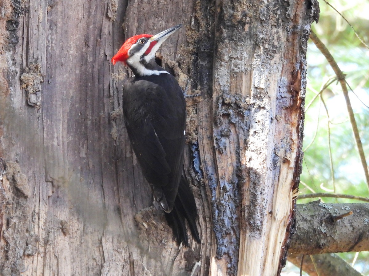 Pileated Woodpecker - ML617796687