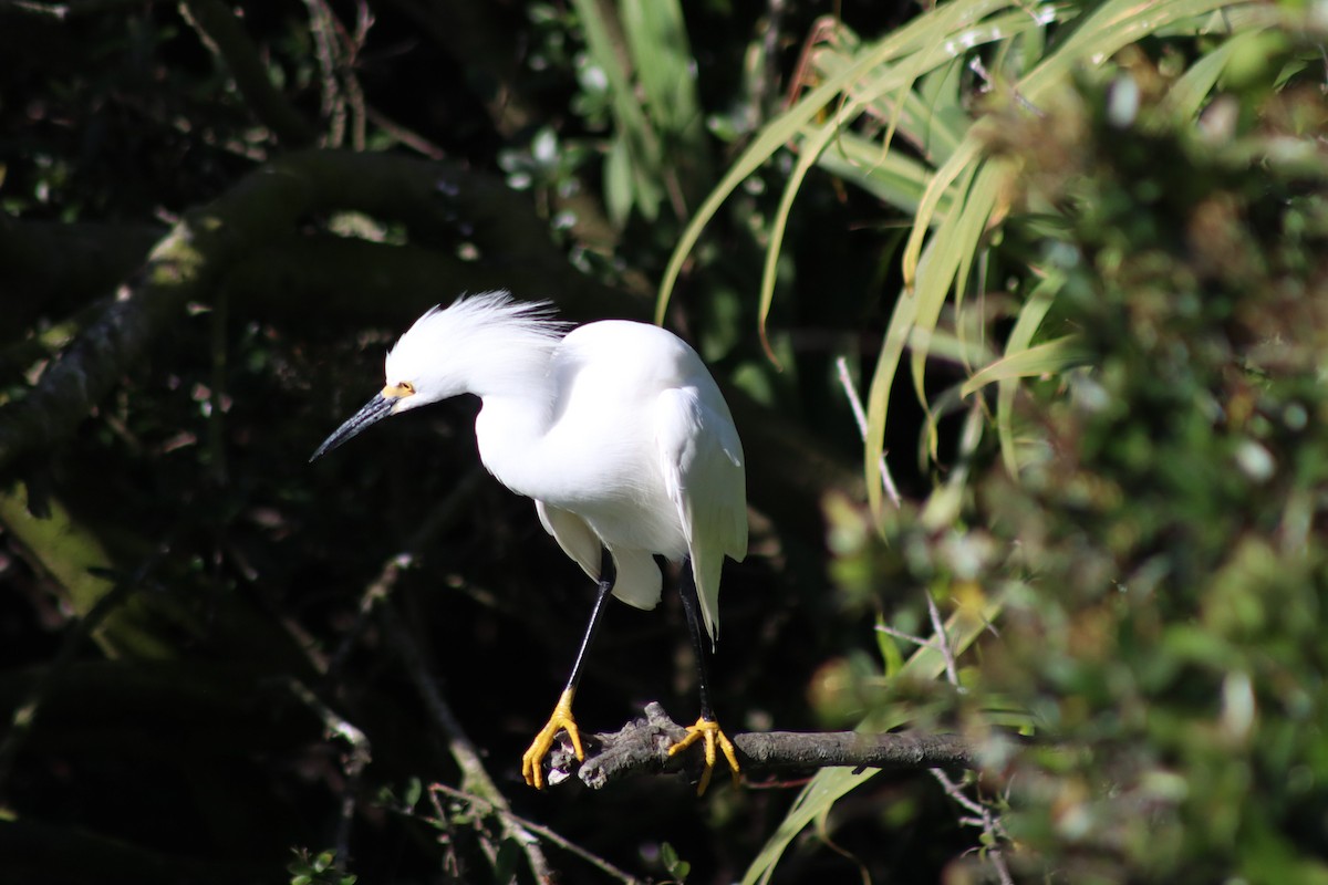 Snowy Egret - Erick Masias