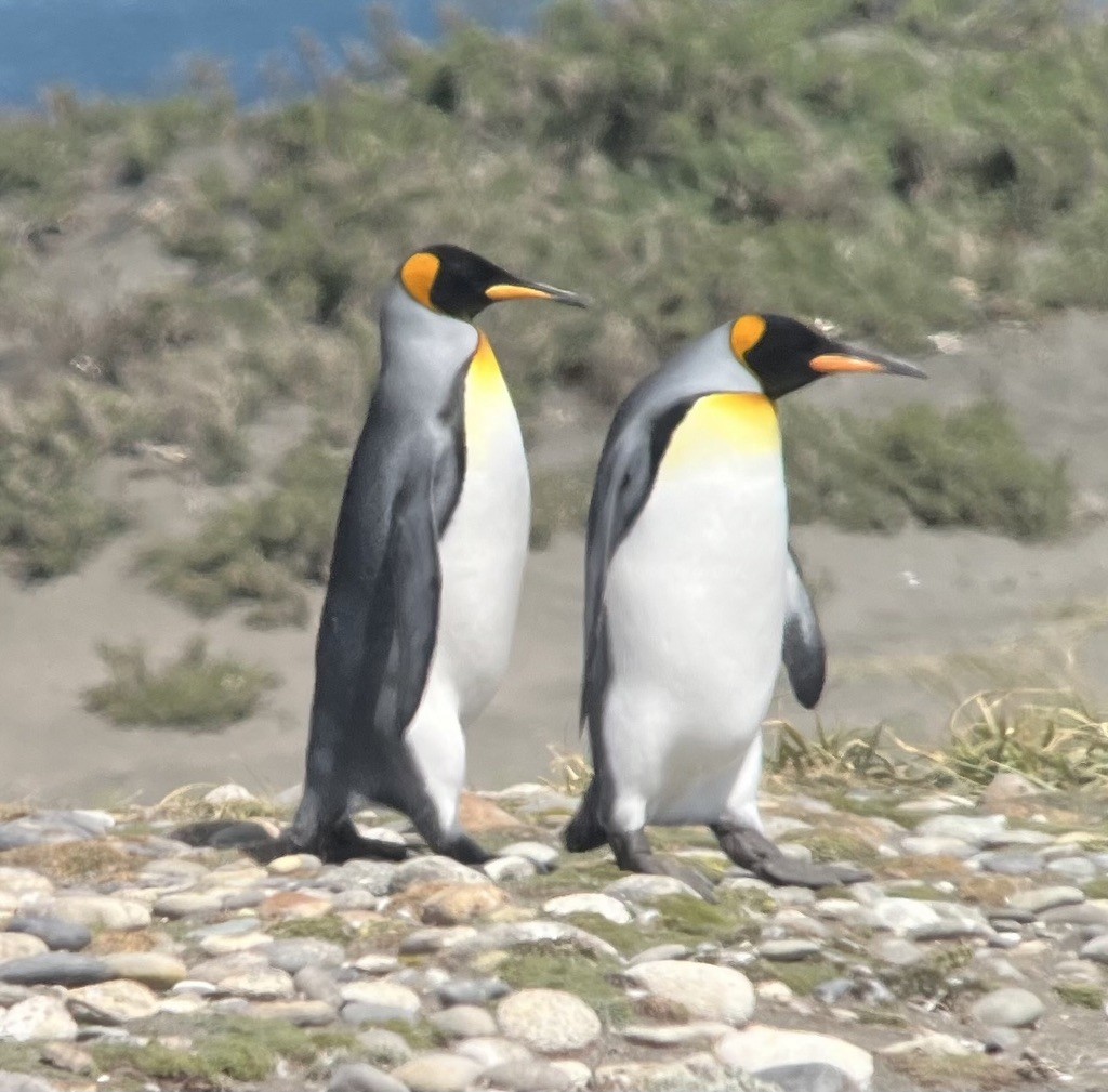 tučňák patagonský - ML617796723