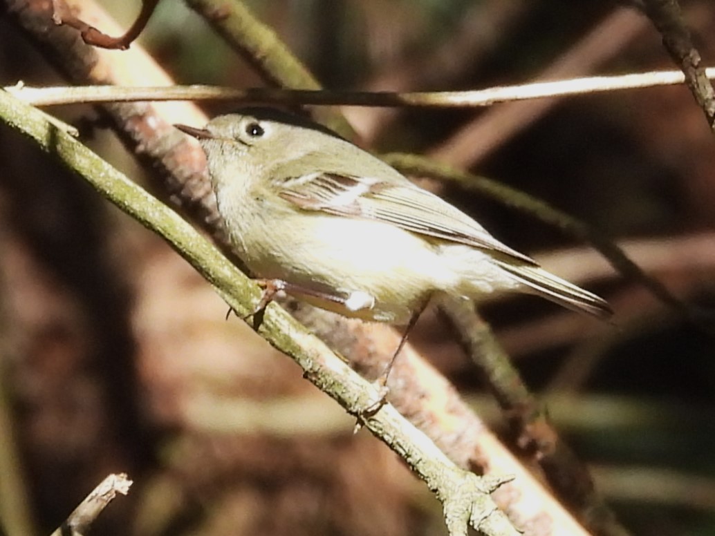 Ruby-crowned Kinglet - ML617796742