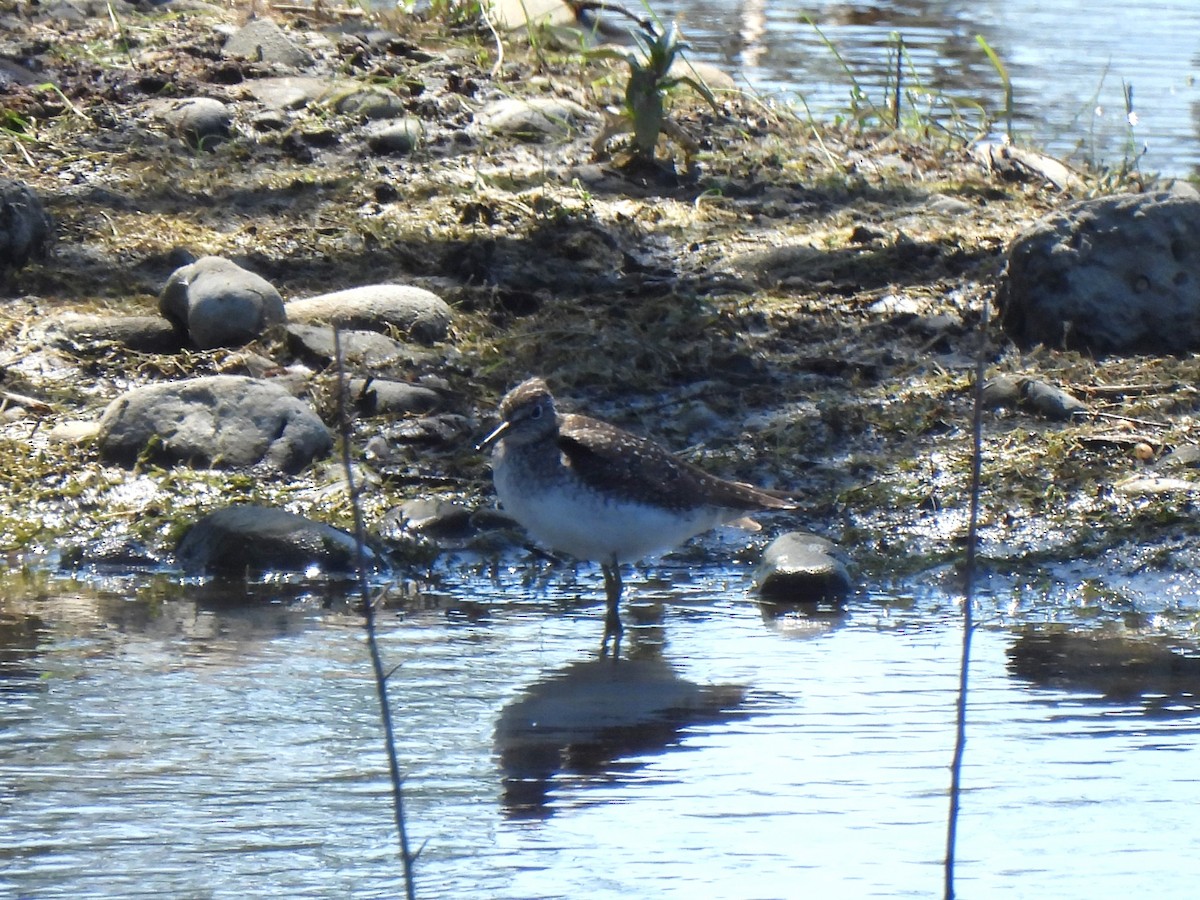 Solitary Sandpiper - ML617796747