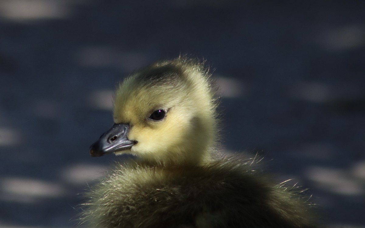 Canada Goose - Erick Masias