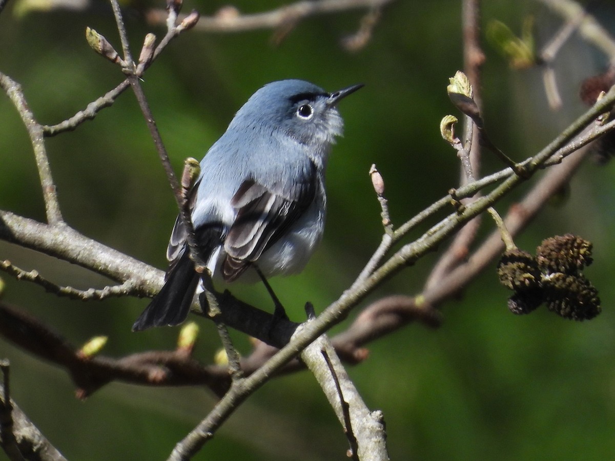Blue-gray Gnatcatcher - ML617796761