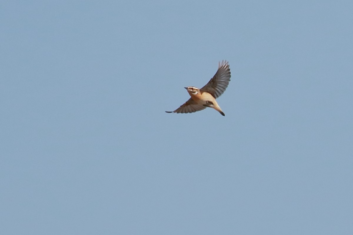 Whinchat - António Gonçalves