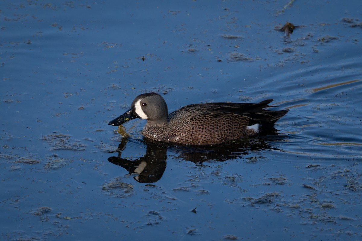 Blue-winged Teal - ML617796772