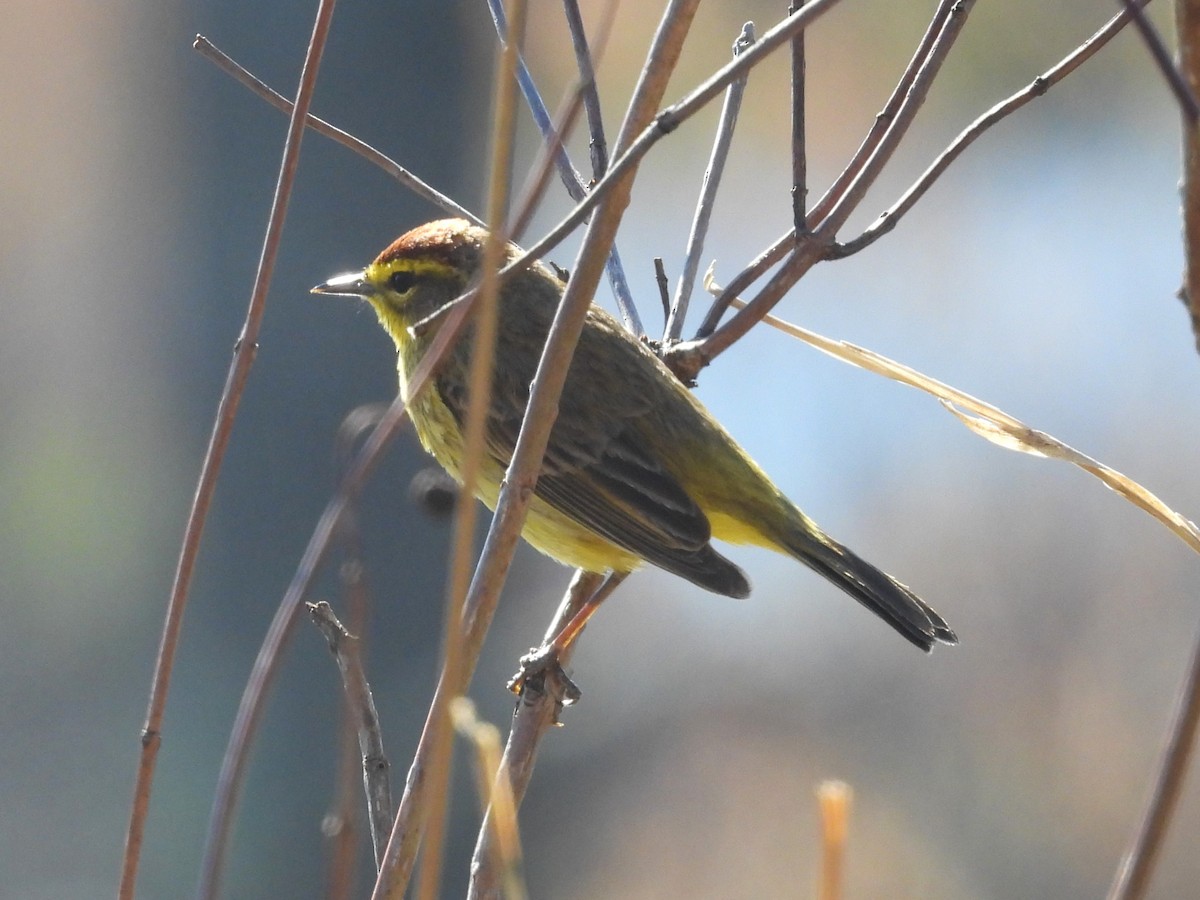Palm Warbler - ML617796774