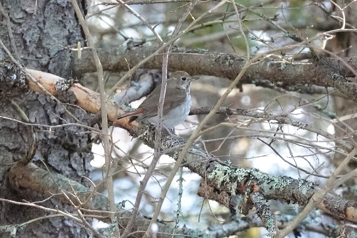 Hermit Thrush - Carol Speck