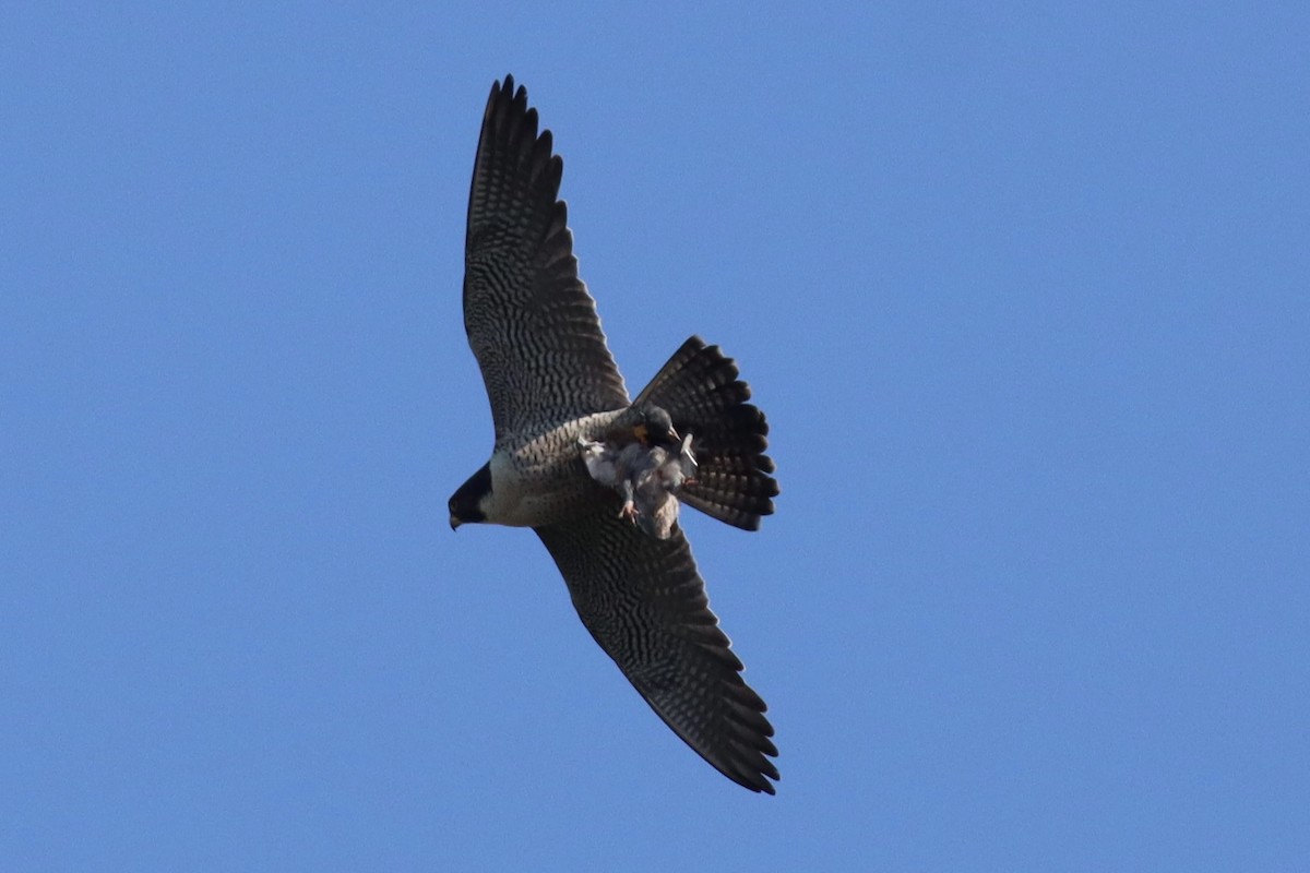 Peregrine Falcon - Erick Masias