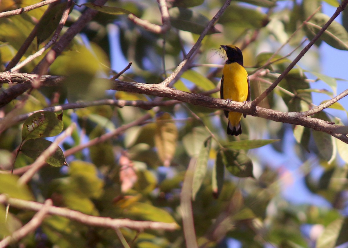 Scrub Euphonia - Jared Clarke