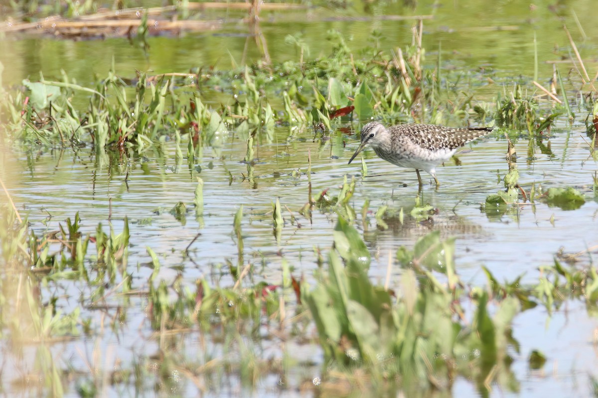 Bruchwasserläufer - ML617796837