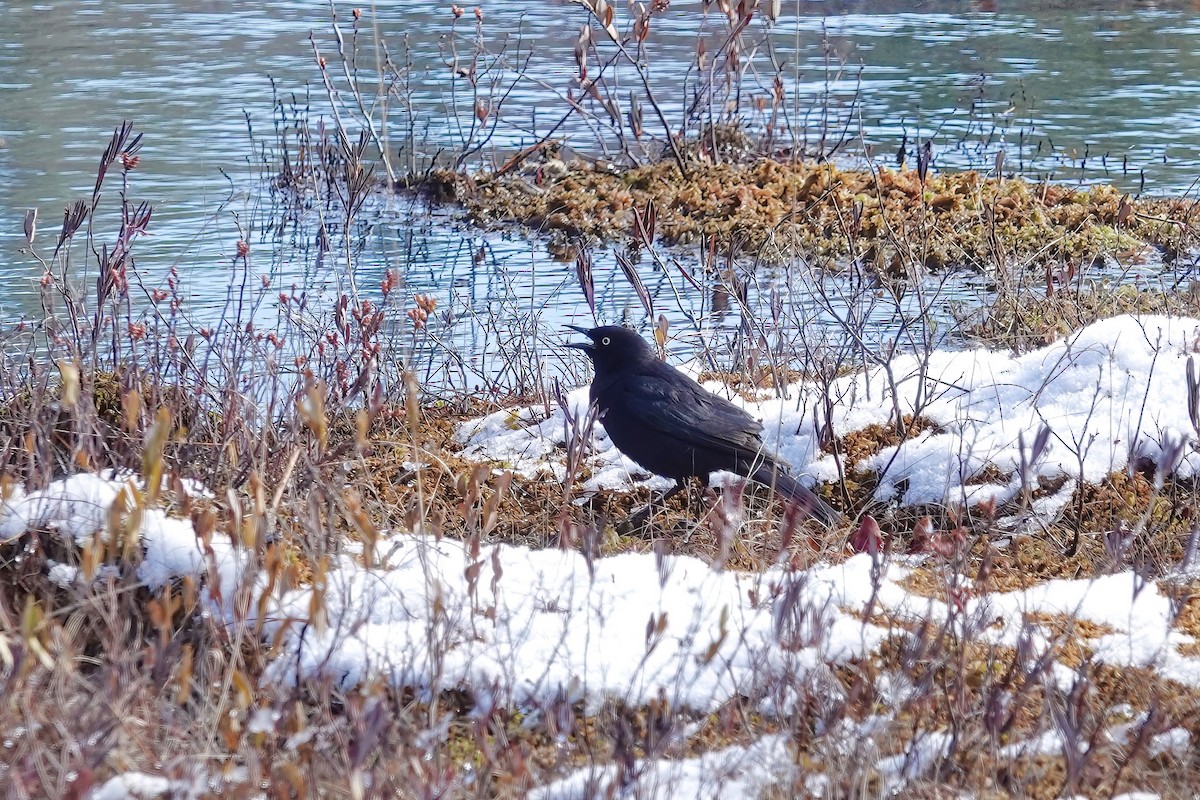 Rusty Blackbird - ML617796863