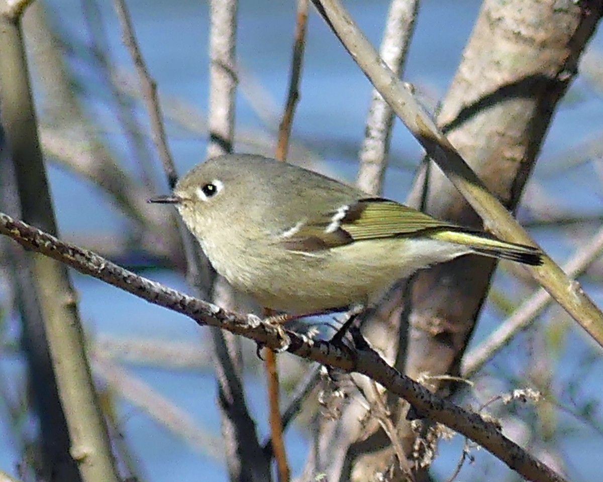 Ruby-crowned Kinglet - ML617796865