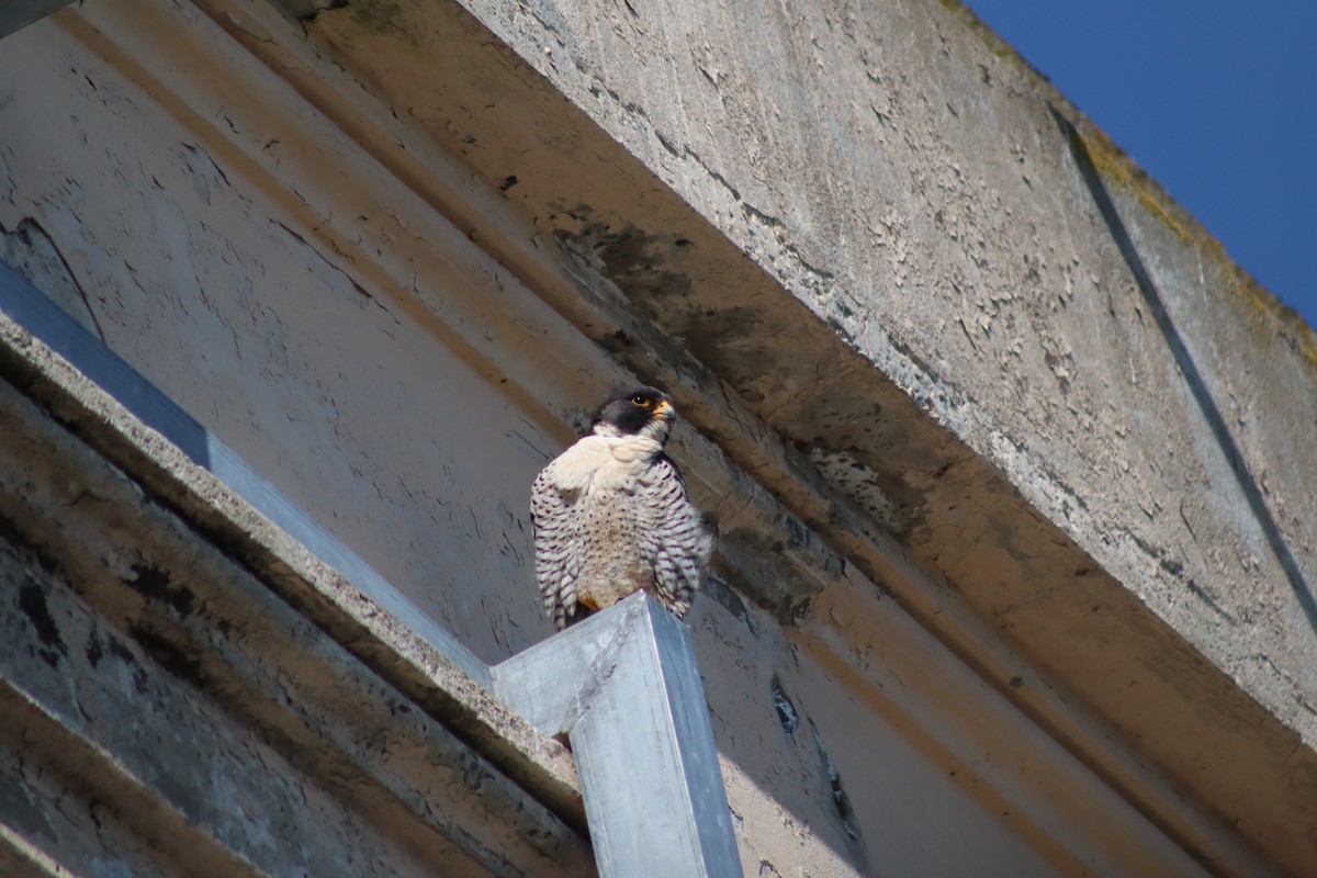 Peregrine Falcon - Erick Masias