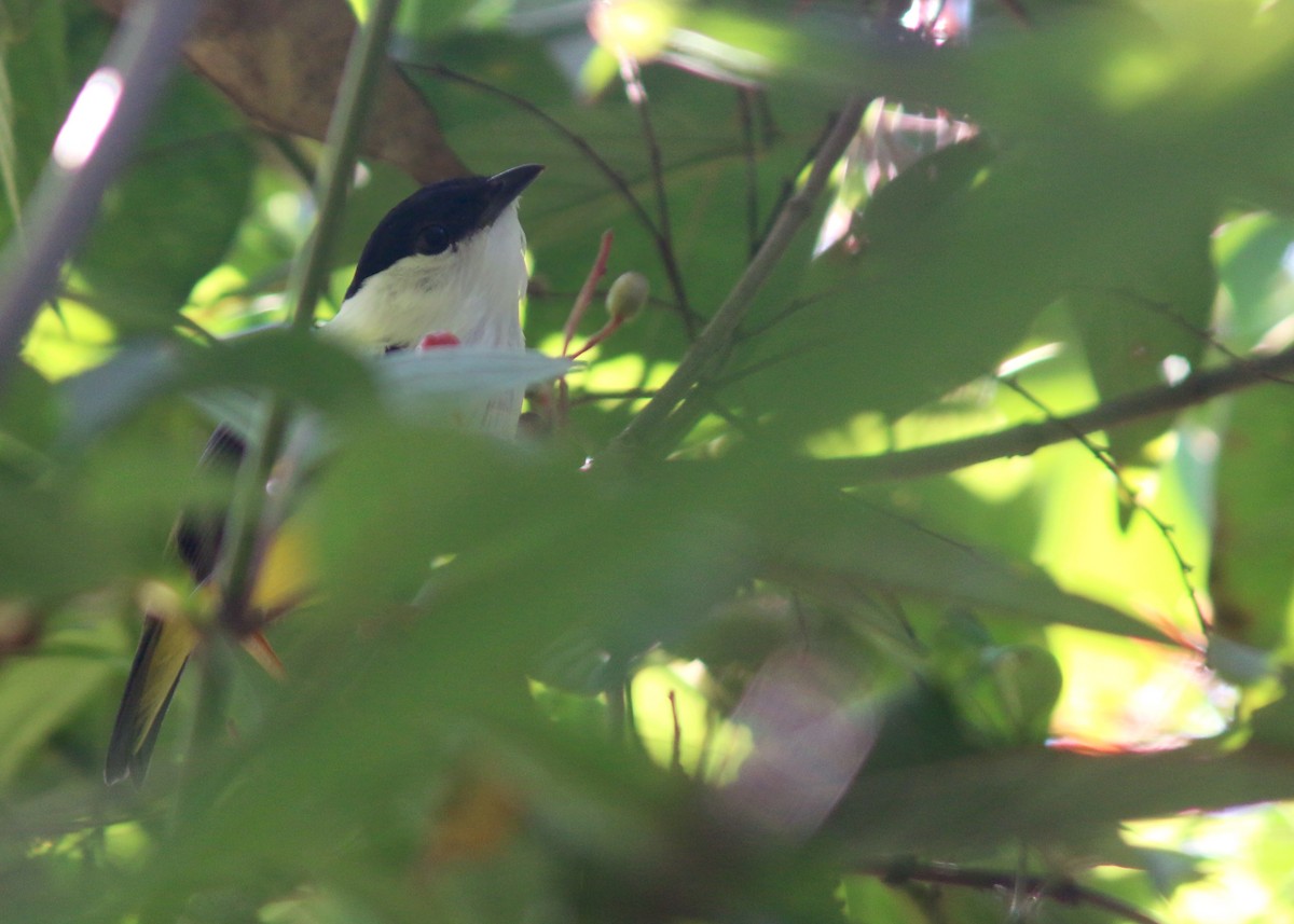 White-collared Manakin - ML617796915