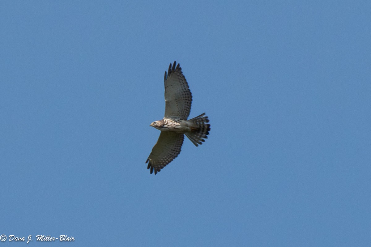 Broad-winged Hawk - Dana Miller-Blair