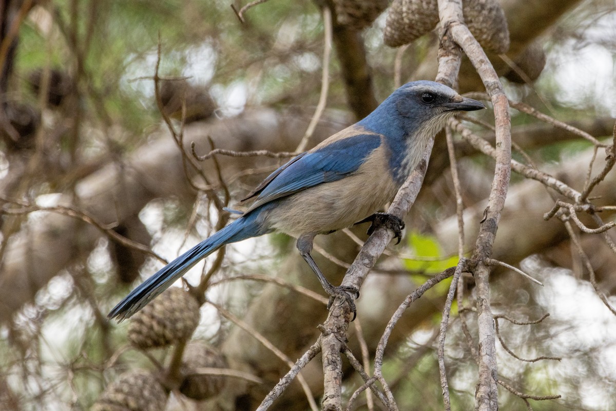 Florida Scrub-Jay - ML617796964