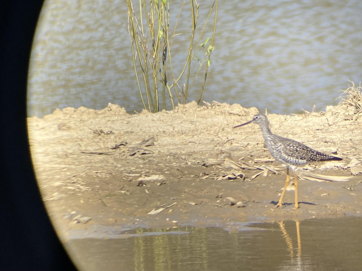 Greater Yellowlegs - ML617796971