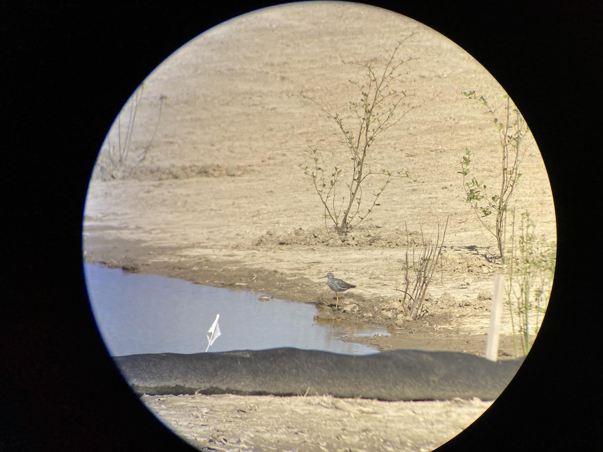 Greater Yellowlegs - Chris Lamb