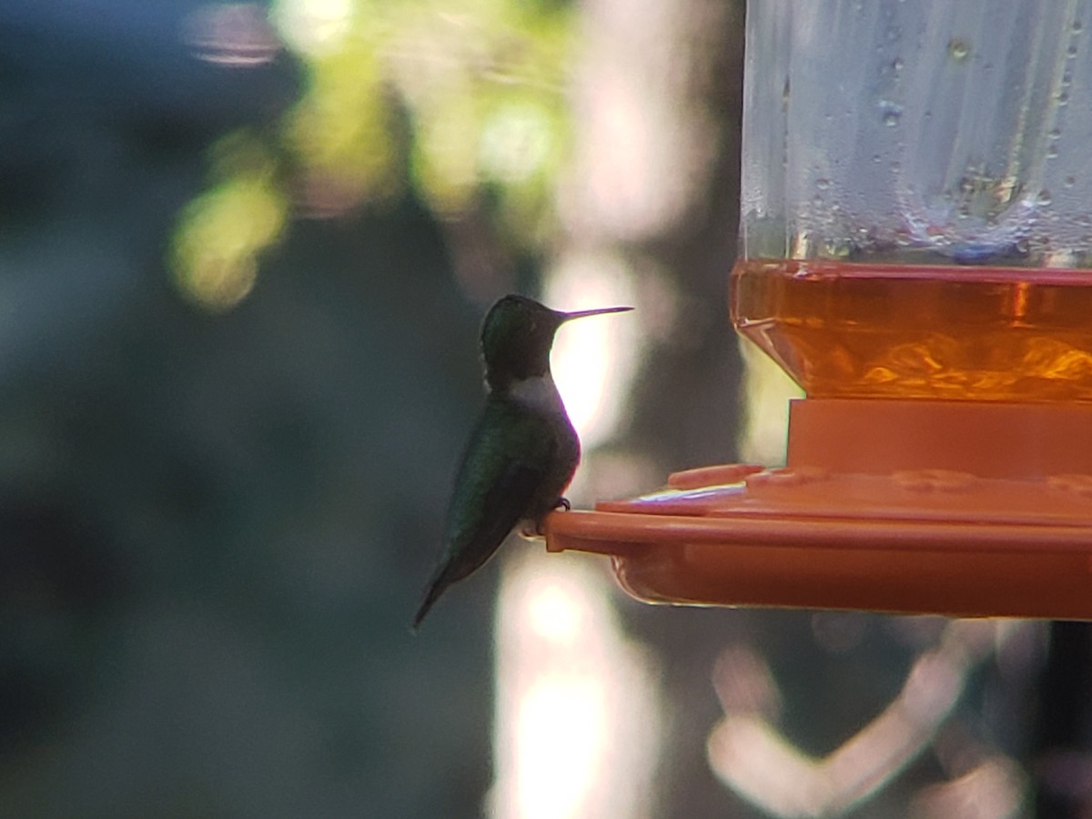Ruby-throated Hummingbird - ML617796979