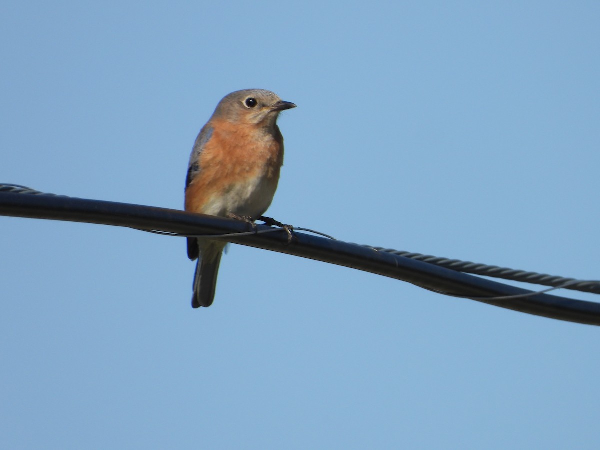 Eastern Bluebird - ML617797026