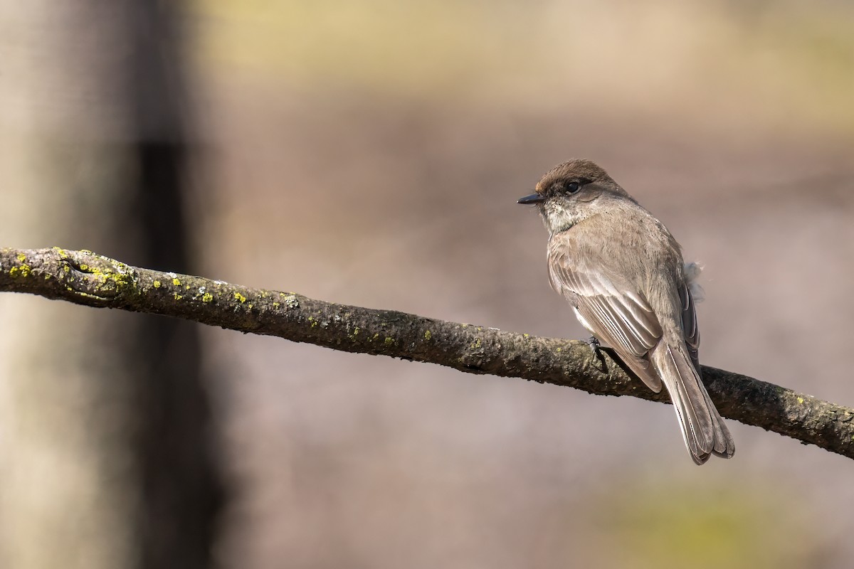 Eastern Phoebe - ML617797027