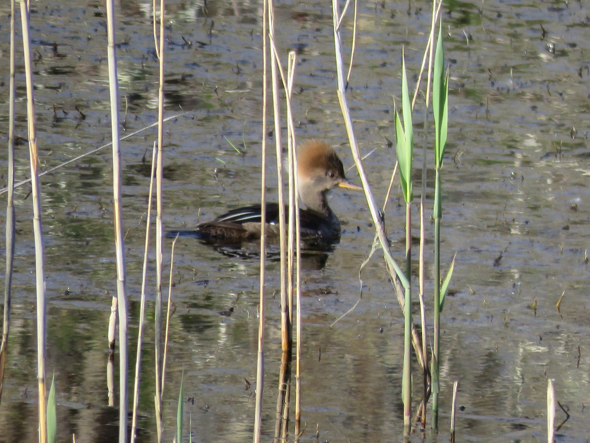 Hooded Merganser - ML617797046