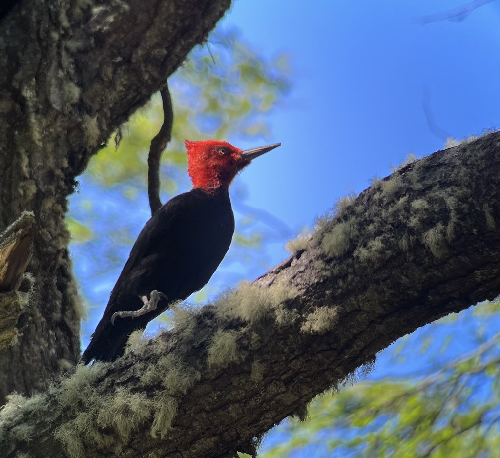 Magellanic Woodpecker - ML617797051