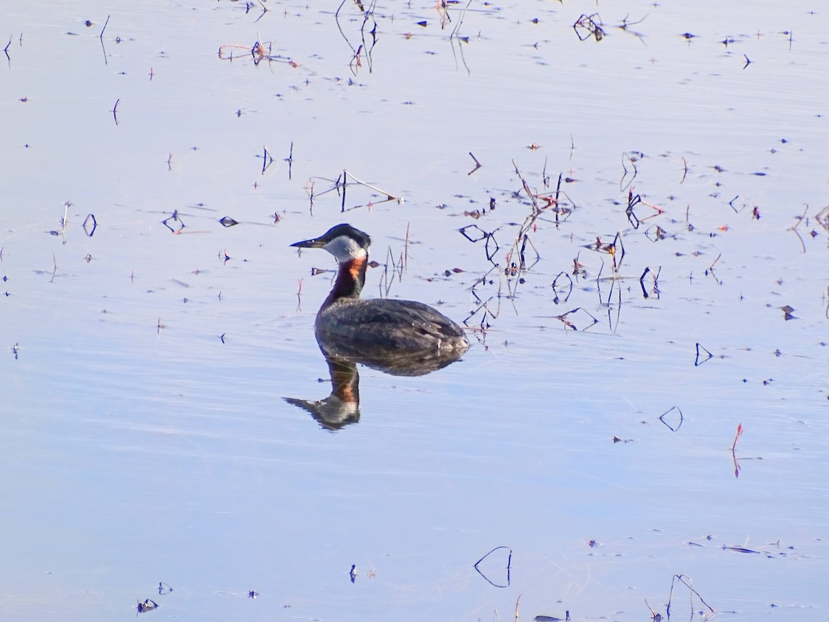 Red-necked Grebe - ML617797059
