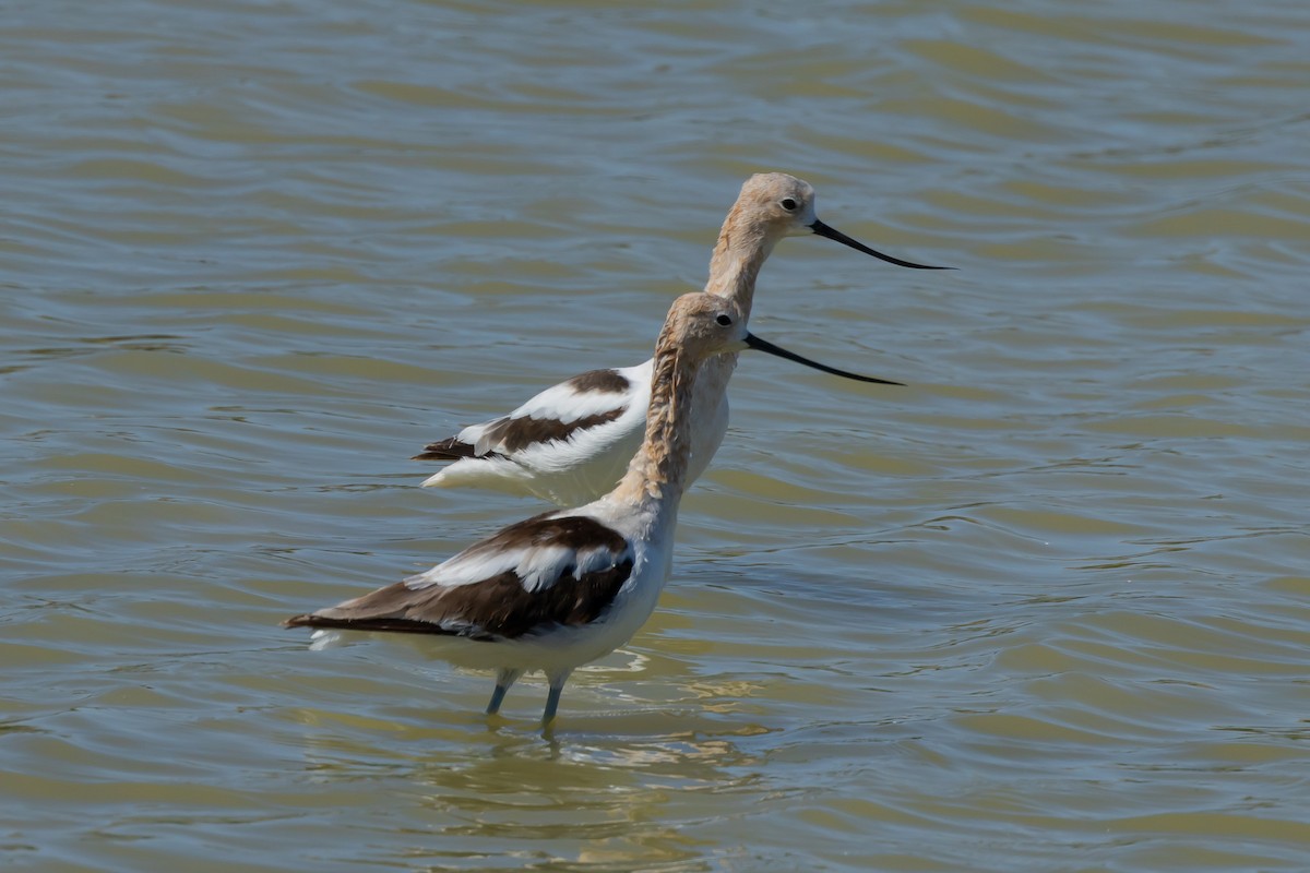 Avoceta Americana - ML617797112