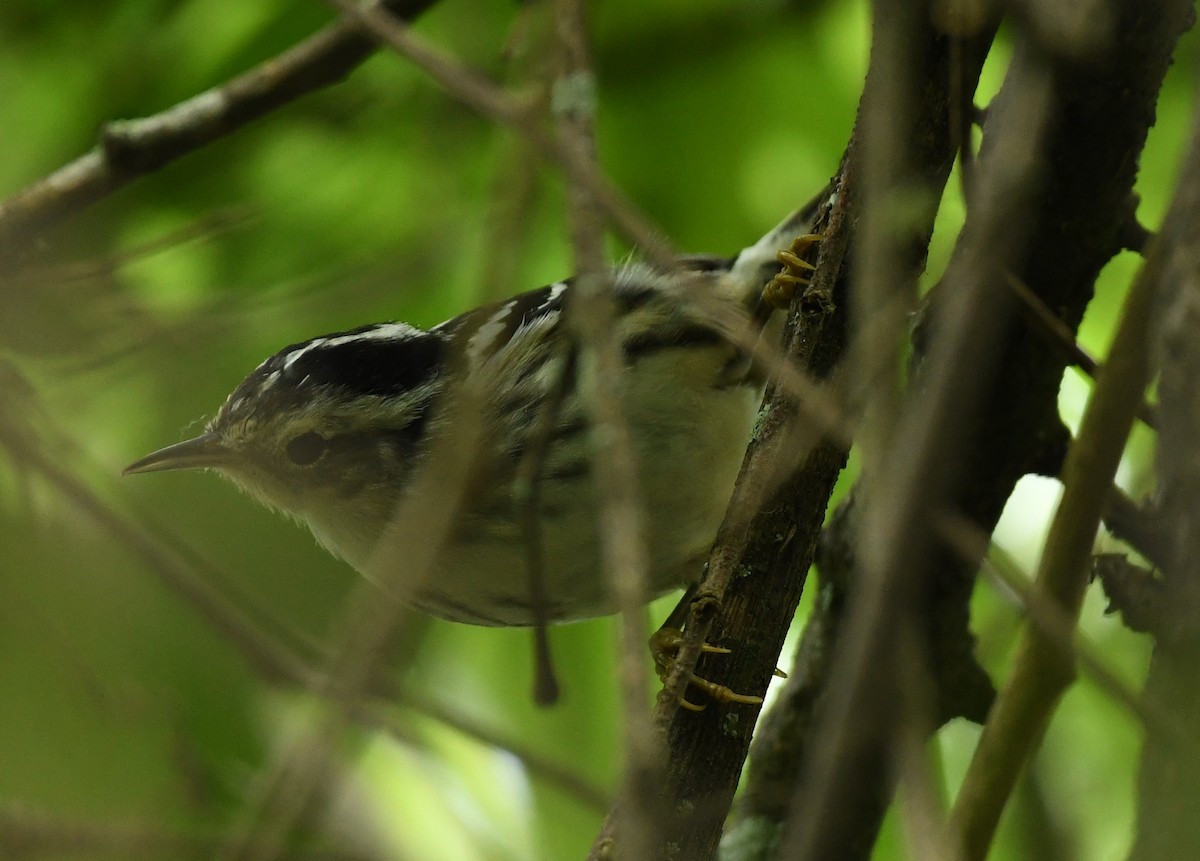 Black-and-white Warbler - Jen S