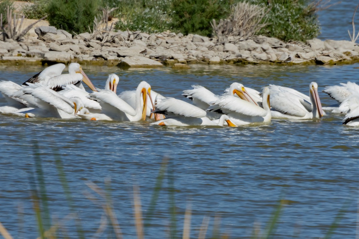 American White Pelican - ML617797156