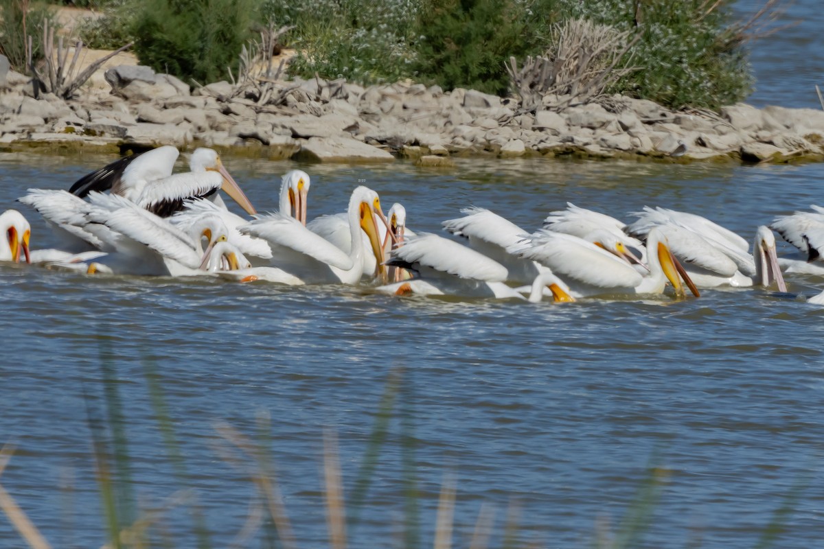 American White Pelican - ML617797159