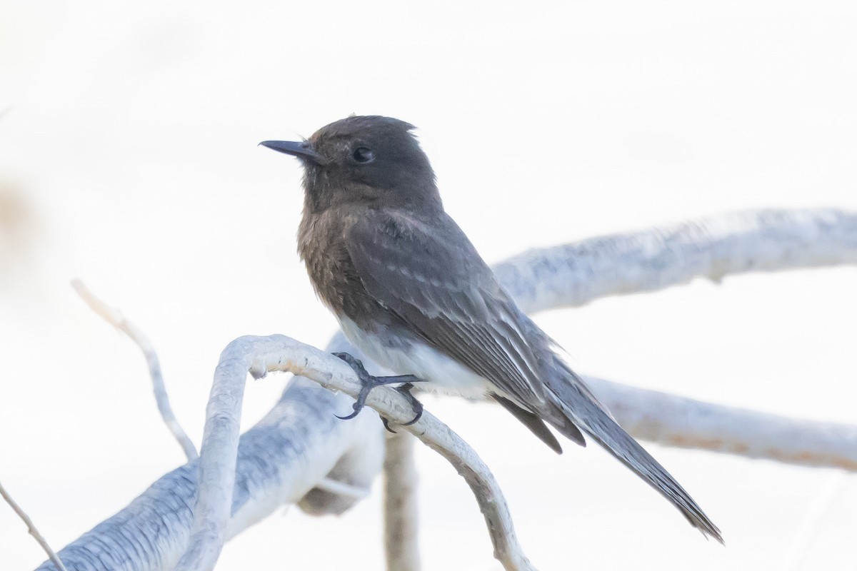 Black Phoebe - ML617797177