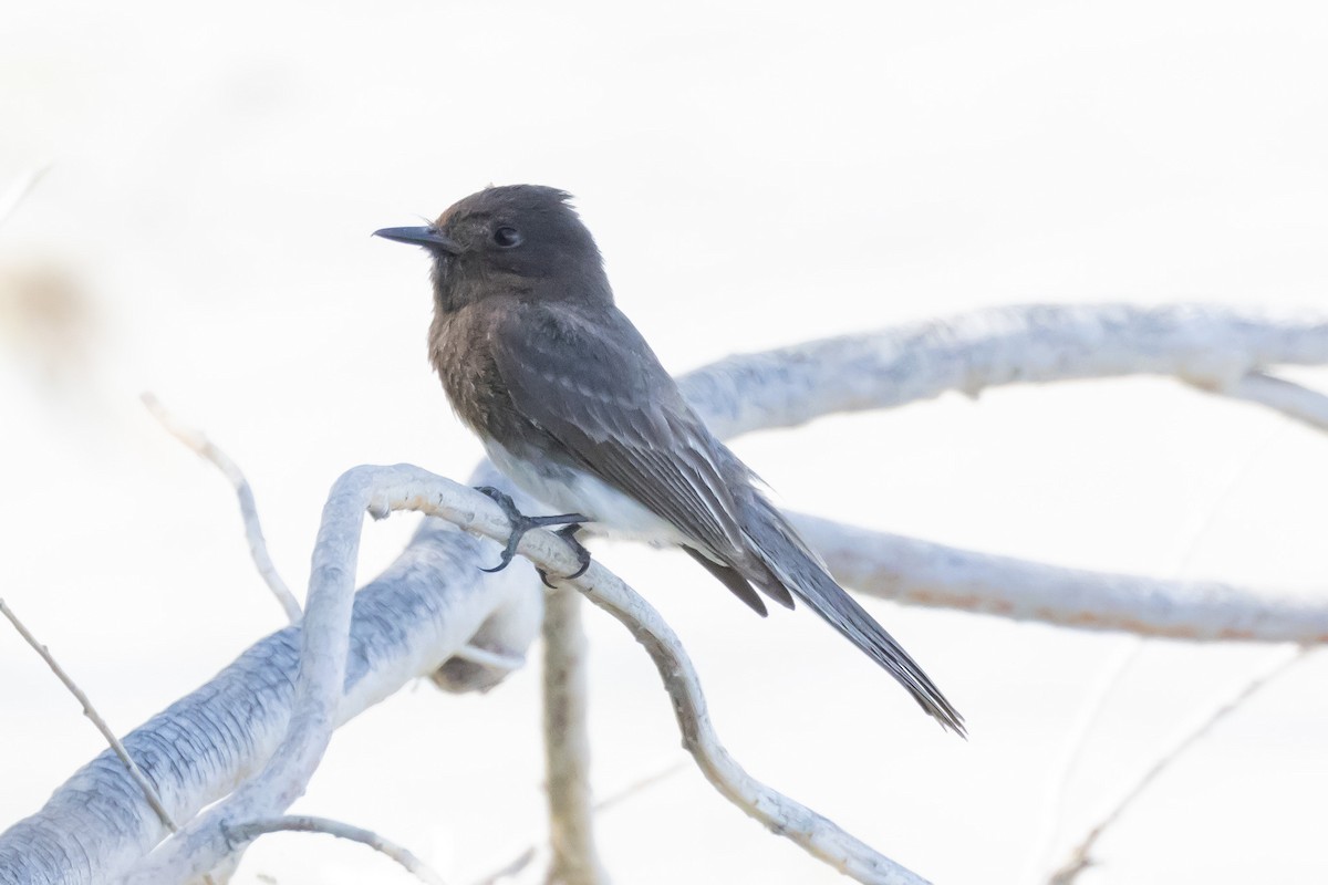 Black Phoebe - ML617797178