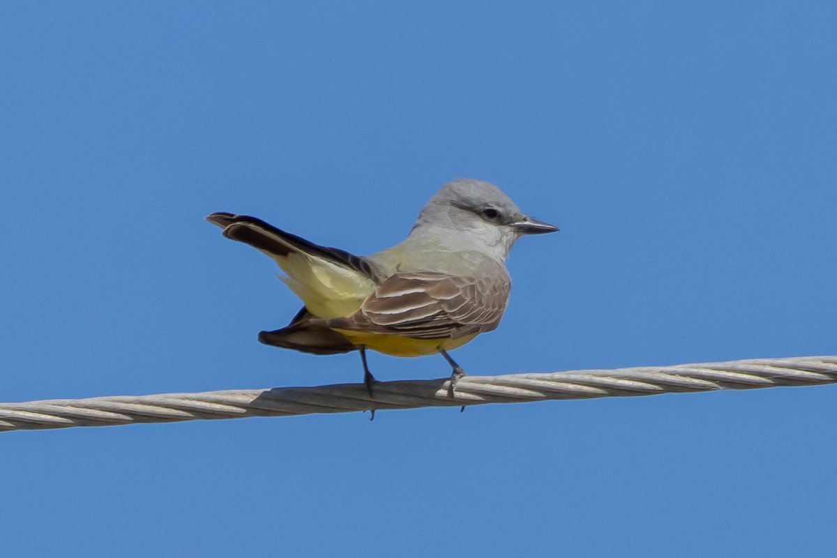 Western Kingbird - ML617797193