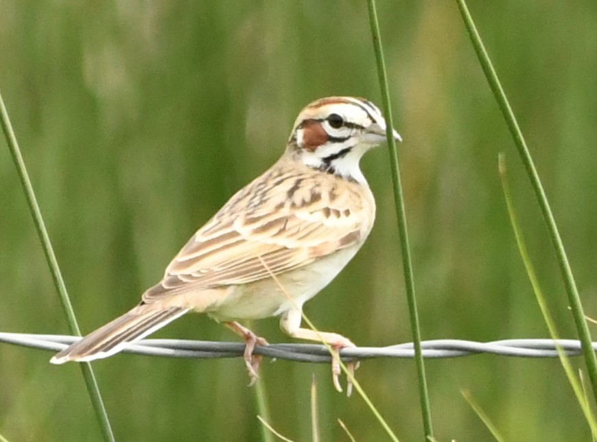 Lark Sparrow - ML617797198