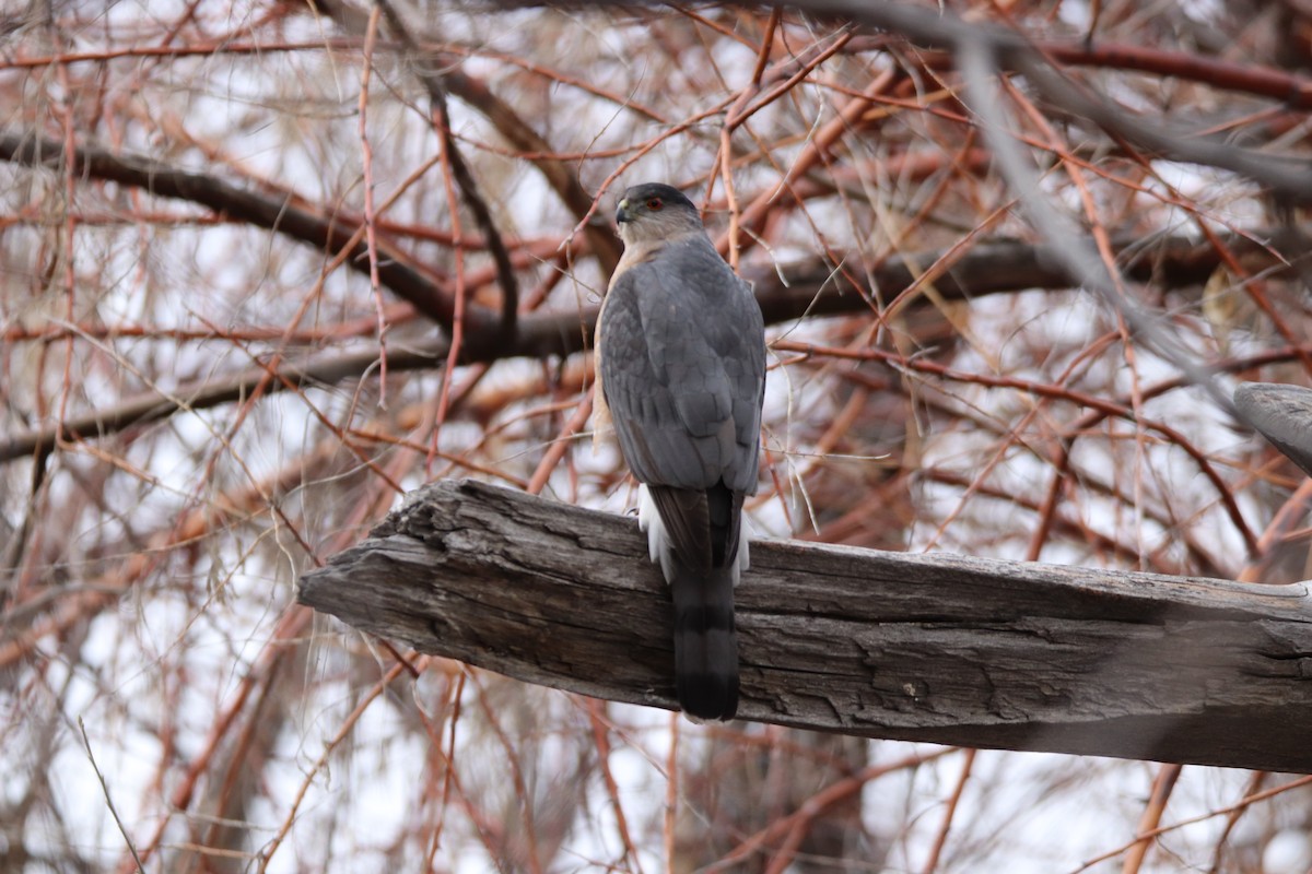 Cooper's Hawk - ML617797210