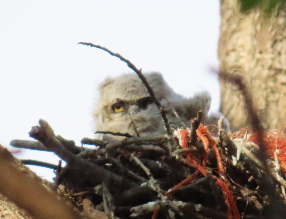 Great Horned Owl - ML617797230