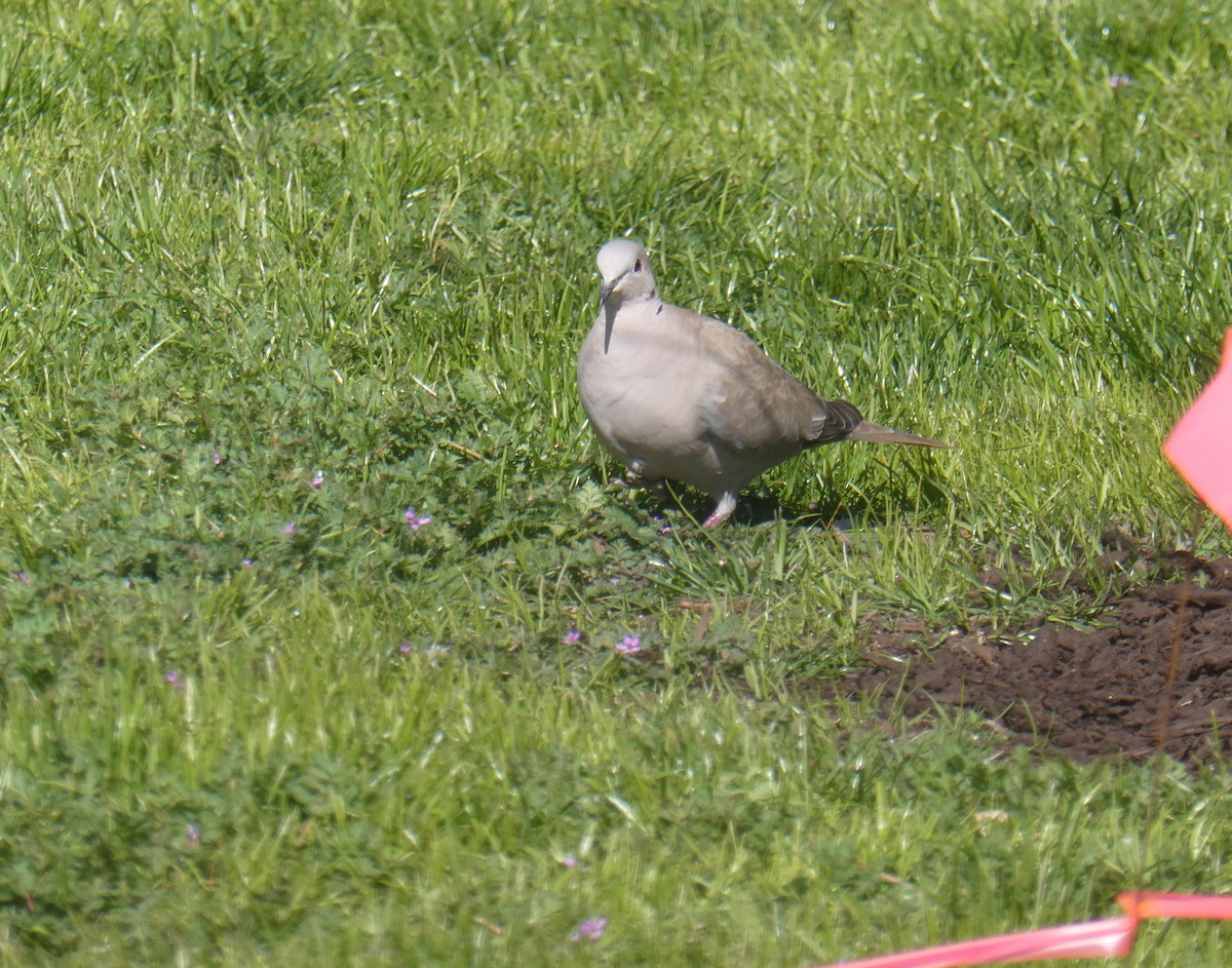 Eurasian Collared-Dove - ML617797246