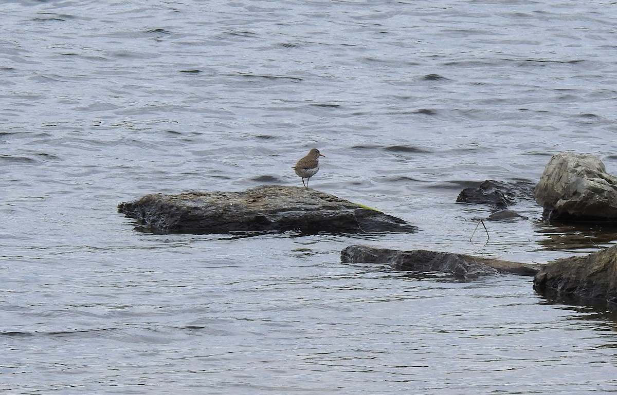 Spotted Sandpiper - ML617797268