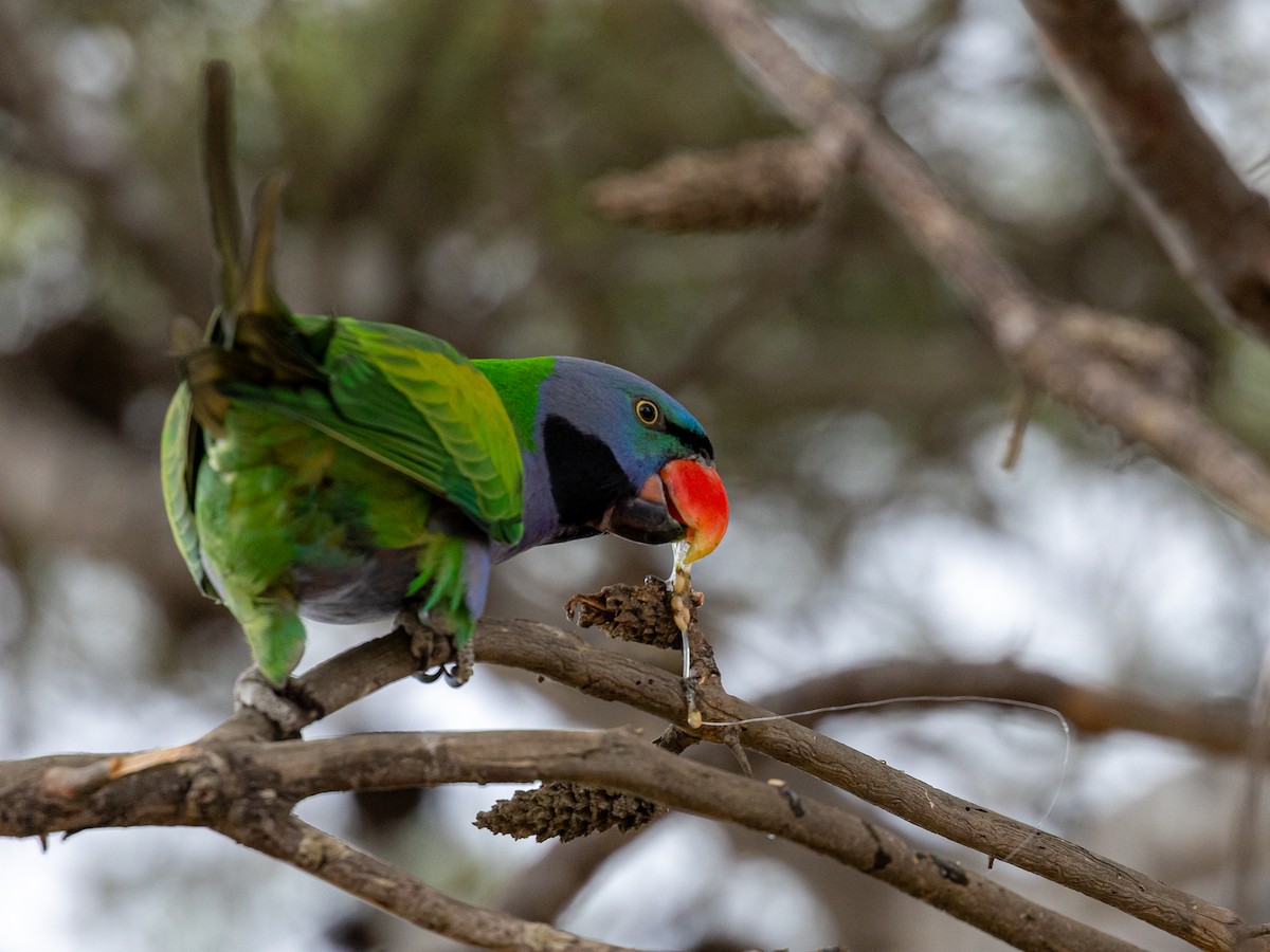 Derbyan Parakeet - ML617797306