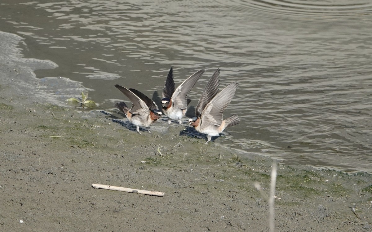 Cliff Swallow - ML617797313