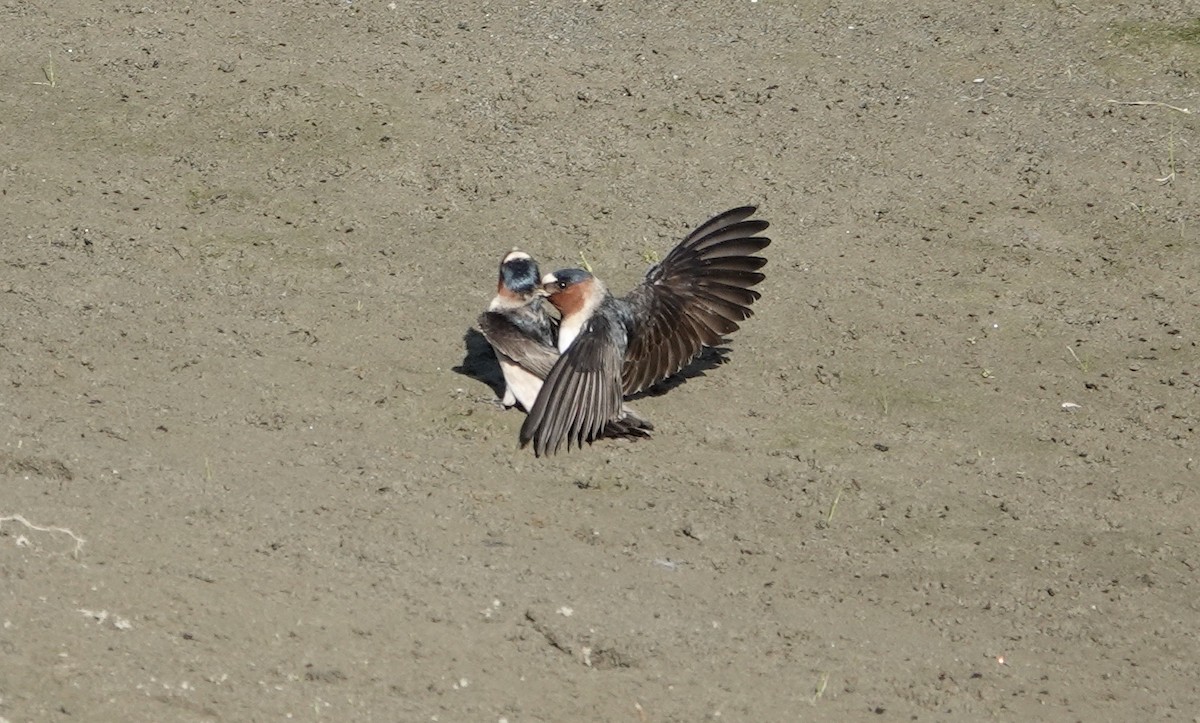 Cliff Swallow - ML617797314