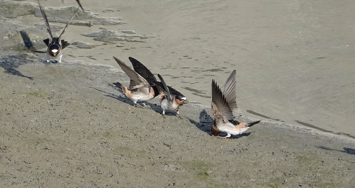 Cliff Swallow - ML617797315